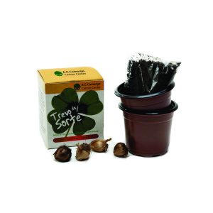 Kit Cultivo Trevo de 4 Folhas Personalizado 